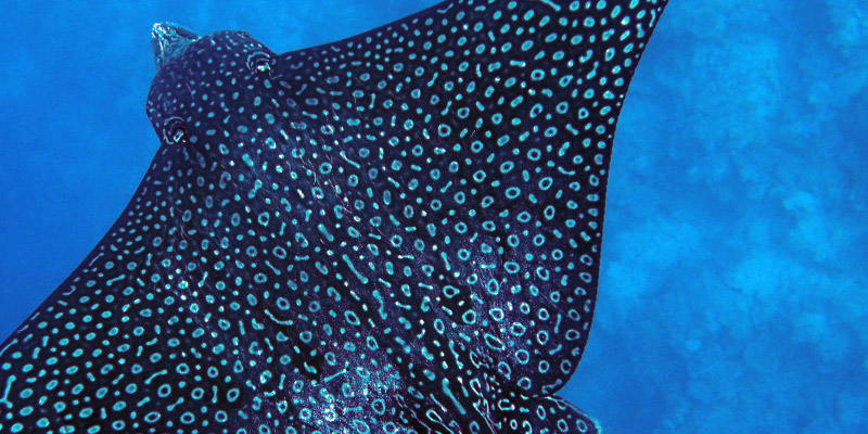 BVI Itineraries Spotted Eagle Ray - Spyglass Wall Norman Island