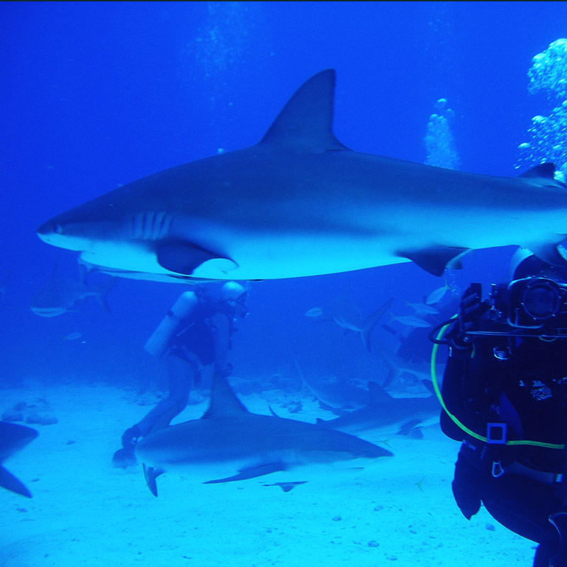 Diving with sharks - Bahamas
