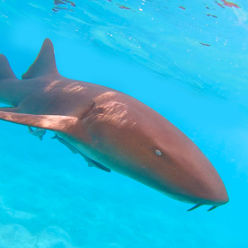 Nurse Shark - CruiseNautic Dive Finds