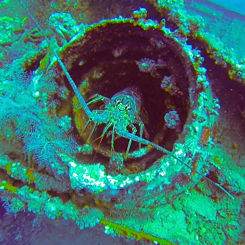 Wreck Lobster - CruiseNautic Dive Finds