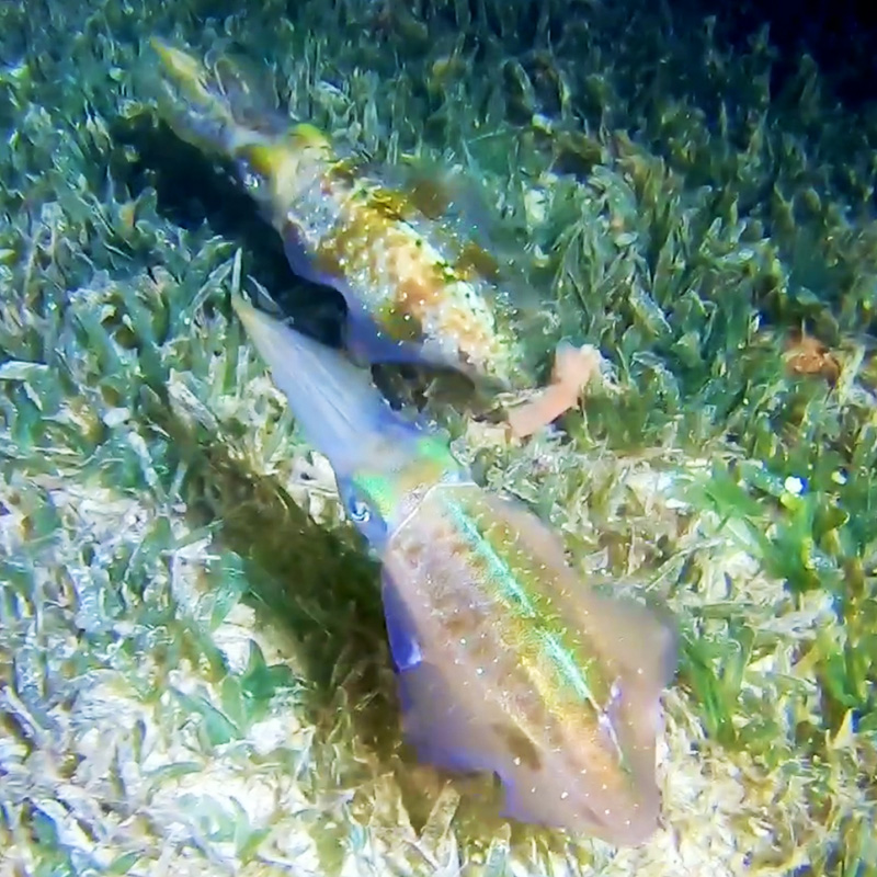 Squid Couple - Night Dive - CruiseNautic