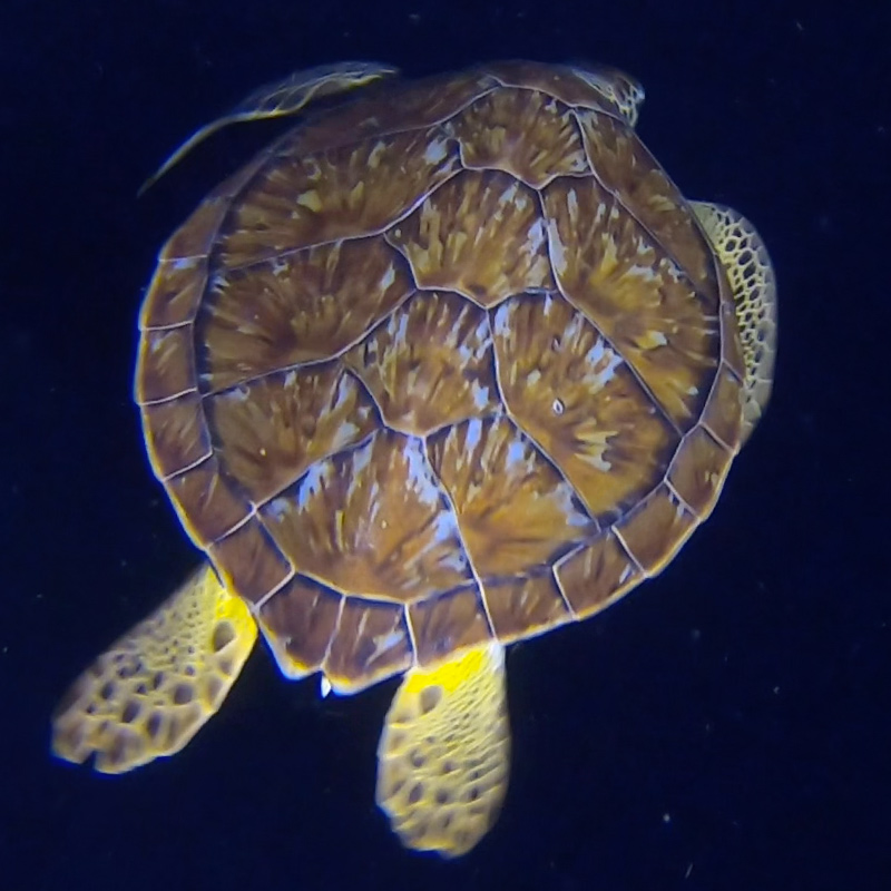 CruiseNautic Night Dive - Green Turtle