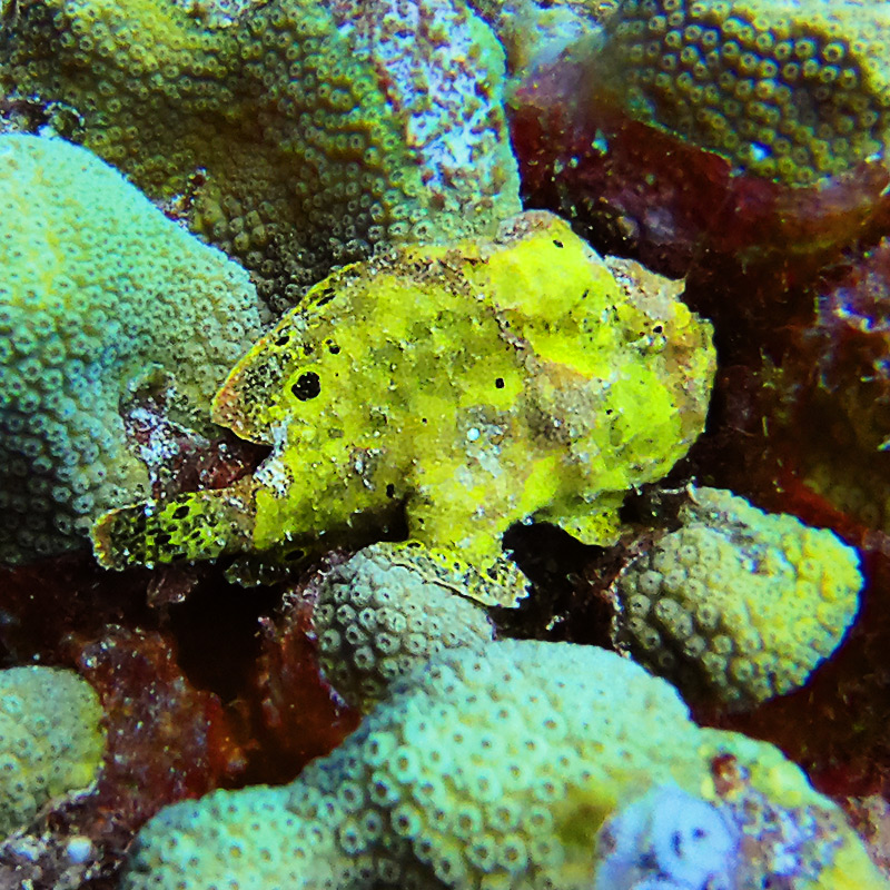 CruiseNautic Dive Finds - Frogfish