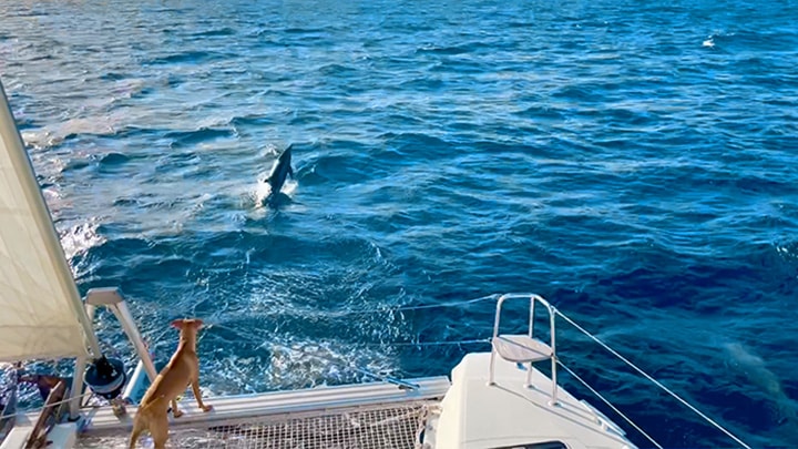Liveaboard Catamaran Dolphin Cruise