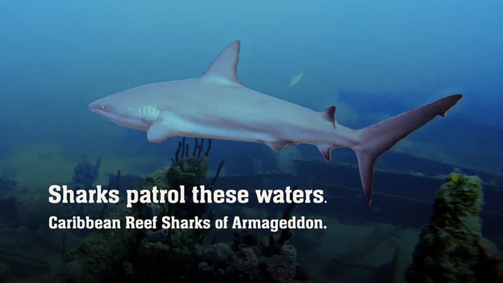 Caribbean Reef Sharks of Armageddon